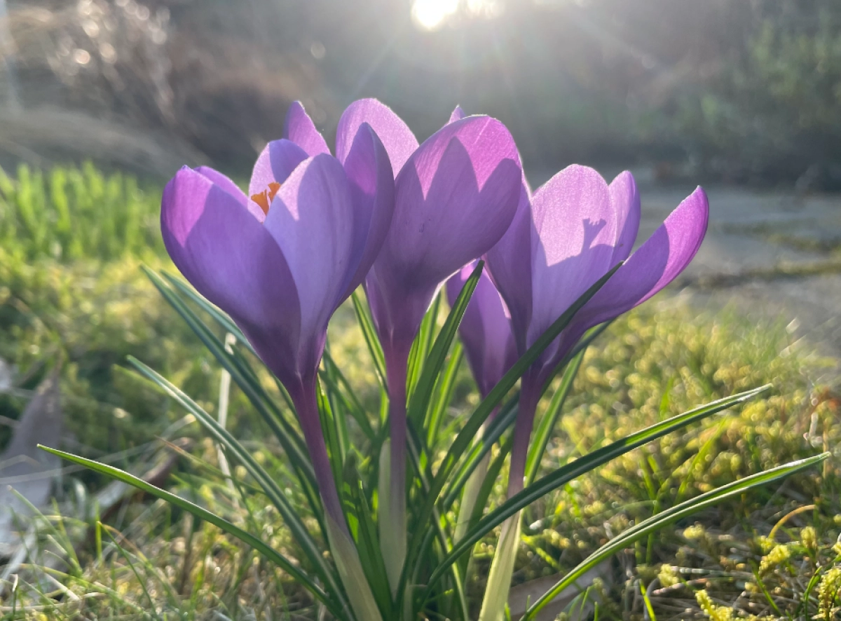 Plantevolutie (lezing en wandeling)